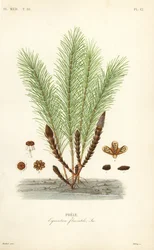 Water horsetail or swamp horsetail