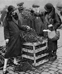 Women choosing bunches of mistletoe, Caledonian Market, London