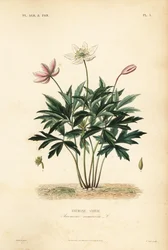 Wood anemone or windflower