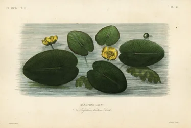 Yellow water-lily