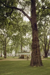 Berkeley Square, London W1