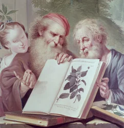Illustration from Hortus Cliffortianus by Carl Linnaeus