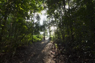 Path in the jungle by Camp Leakey, Tanjung Puting National Park, Central Kalimantan, Borneo, Indonesia