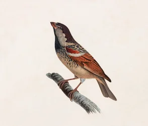 Bird (color illustration)