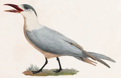 Bird (color illustration)