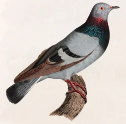 A Color Illustration of a Pigeon
