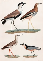A Full Page Series of Color Illustrations of Birds