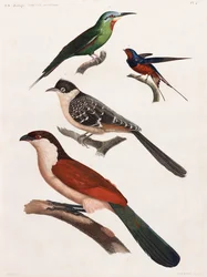 A Full Page Series of Colour Illustrations of Birds