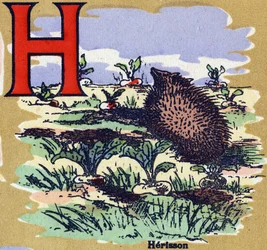 A Hedgehog. Illustrated Alphabet. Imageries Reunited in Jarville-Nancy, Beginning of the 20th Century