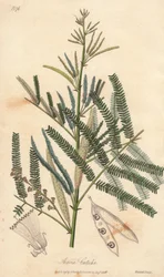 Acacia a cachou or cachoutier (Acacia catechu) - Water by William Clarke to illustrate Medical Botanical, Description of the Medicinal Plants of London, Edinburgh and Dublin by John Stephenson and James Morss Churchill