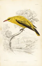 African Golden Oriole, Oriolus auratus (Naturalist
