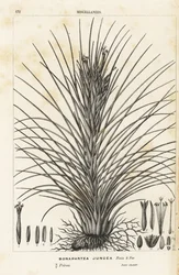 Airplant, Tillandsia juncea. Handcoloured lithograph from Louis van Houtte and Charles Lemaire