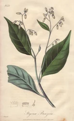 Alibouffier or styrax (Styrax benzoin) - Strong water by William Clarke to illustrate Medical Botanical, Description of the Medicinal Plants of London, Edinburgh, and Dublin by John Stephenson and James Morss Churchill