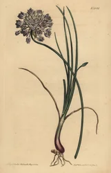 Allium stellerianum (Jonquil-leaved garlic)