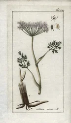 Alpine Chervil or Mountain Fennel, Meum athamanticum