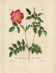 Alpine Rose