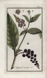 American grape or spinach of Cayenne or India (Phytolacca decandra). Lithograph from "Afbeelding der Artseny-Gewassen" by Johannes Zorn (1739-1799), Netherlands