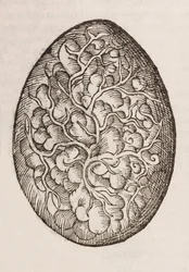 An egg