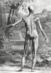 Anatomical Illustration