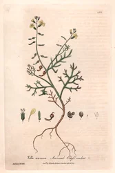 Annual Vella (Vella annua)