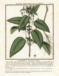 Annual mercury