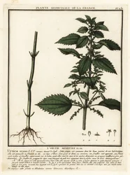 Annual Nettle, Urtica urens