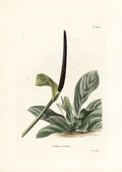 Anthurium bird
