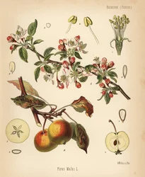 Apple Tree, Malus Domestica