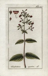 Aquatic Scrophular, Scrophularia aquatica