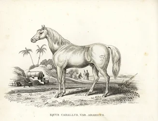 Arabian or Arab horse, Equus caballus var. arabicus