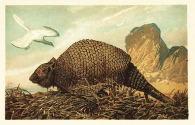 Archaeopteryx lithographica and Panochthus tuberculatus (lithograph)