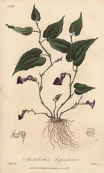 Aristoloche (Aristolochia serpentaria) - Strong water by William Clarke to illustrate Medical Botanical, Description of the Medicinal Plants of London, Edinburgh and Dublin by John Stephenson and James Morss Churchill