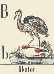 Bittern, c1880-1900
