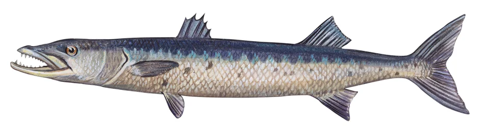 Barracuda - Great barracuda (Sphyraena barracuda)