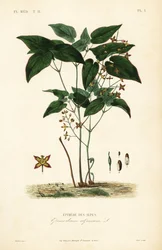 Barrenwort or bishop
