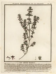 Basil Thyme, Clinopodium Acinos