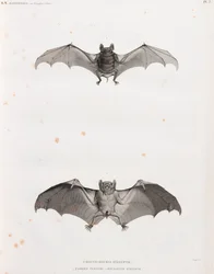 Bats in Egypt