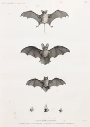 Bats in Egypt