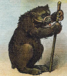 Bear