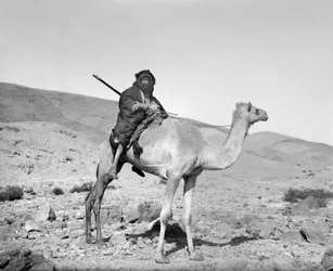 Bedouin riding a camel, c.1936