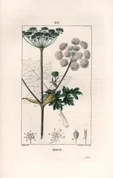 Berce ou charavie - Engraving by Lambert fils, after a drawing by Pierre Jean Francois Turpin (1775-1840), from La flore medicale, de Chaumeton, Poiret et Chamberet, Paris 1830 - Common hogweed or cow parsnip, Heracleum sphondylium
