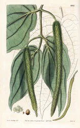 Betel - Betel Pepper