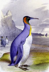 Big Penguin