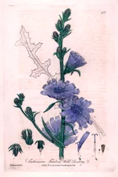 Bitter Chicoree (Cichorium intybus) Botanical Plate from “British Phaenogamous Botany” by William Baxter and Charles Mathews 1841