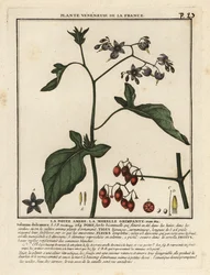 Bittersweet nightshade, Solanum dulcamara.