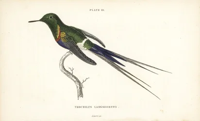 Black-bellied Thorntail, Discosura langsdorffi (Naturalist