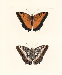 Black-bordered charaxes, upper side and under side