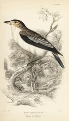 Black-crowned Tityra, Tityra inquisitor (Rufous-eared Black-cap, Psaris erythrogenys)