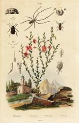 Black-eyed Susan, spider, and beetle.