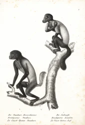 Black-headed Uakari, Cacajao melanocephalus ouakary (Brachyurus ouakari) and Brown-backed Bearded Saki, Chiropotes israelita (Brachyurus israelita). Lithograph by Karl Joseph Brodtmann from Heinrich Rudolf Schinz